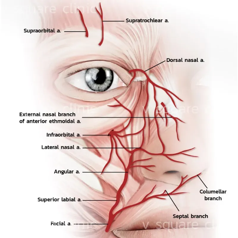 กายวิภาคบริเวณใบหน้า กายวิภาคบริเวณใบหน้า