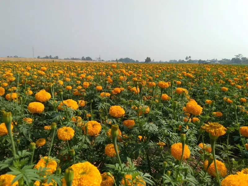 ที่เที่ยวสุโขทัย ที่เที่ยวสุโขทัย