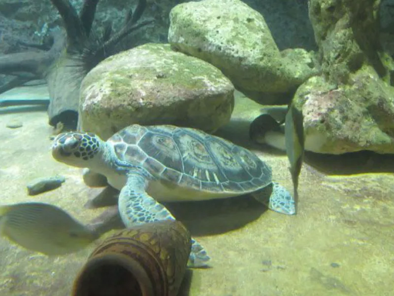 ศูนย์อนุรักษ์พันธุ์เต่าทะเล กองทัพเรือ ชลบุรี