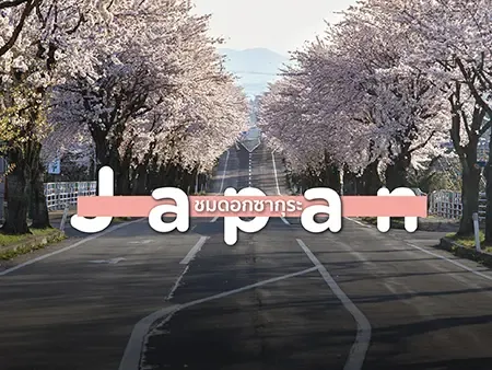 ชมดอกซากุระยอดฮิตทั่วประเทศญี่ปุ่น