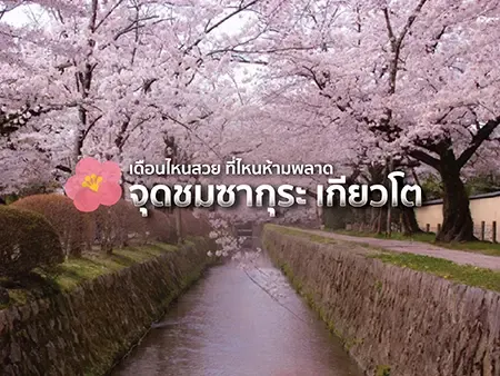 ซากุระ เกียวโต