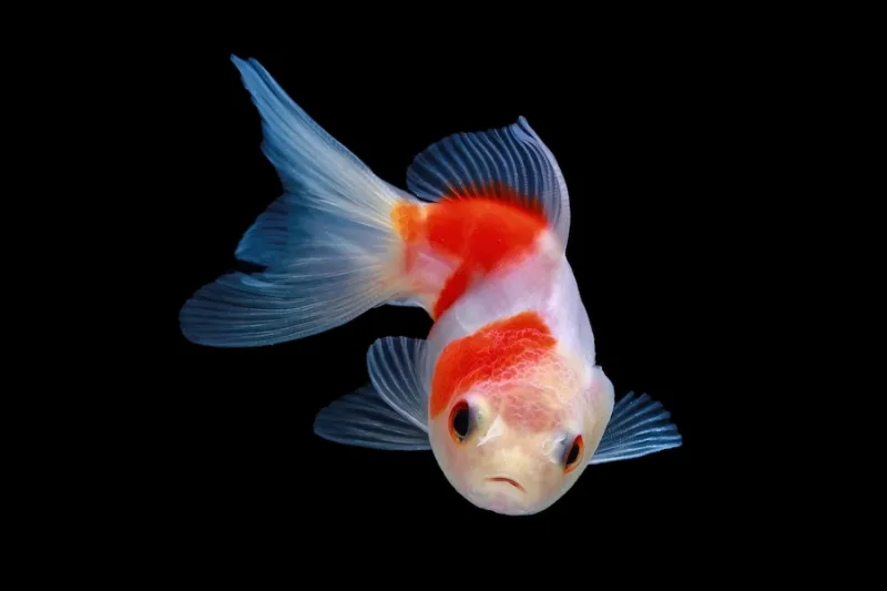 เลี้ยงสัตว์อะไรดี