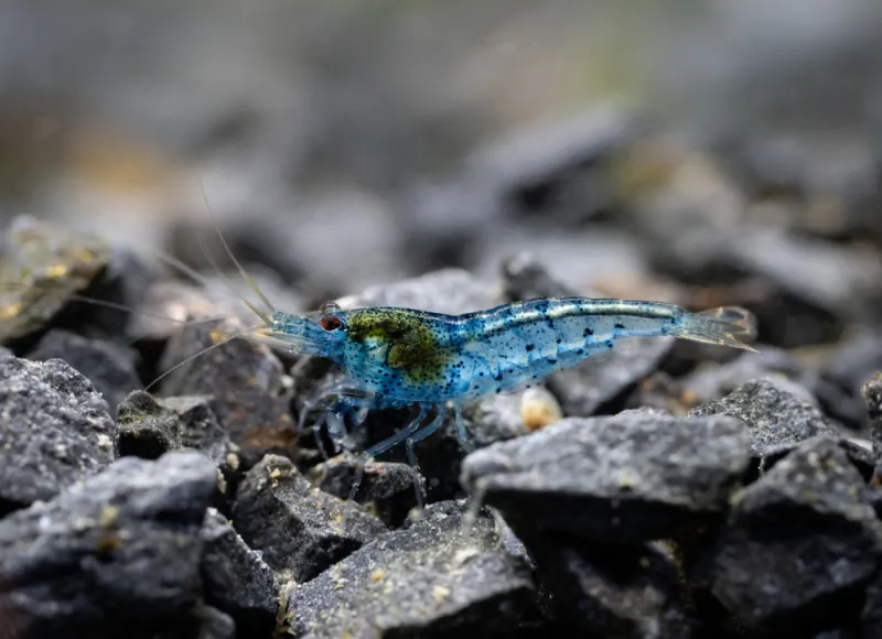 เลี้ยงสัตว์อะไรดี