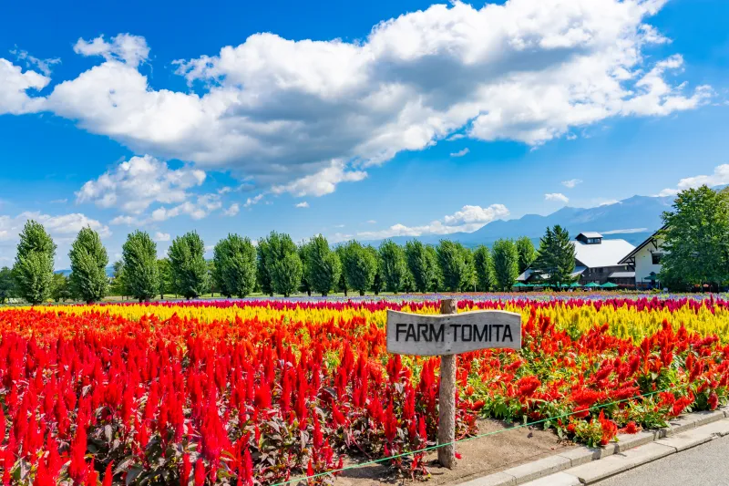 เที่ยวญี่ปุ่น เดือนกรกฎาคม 2025