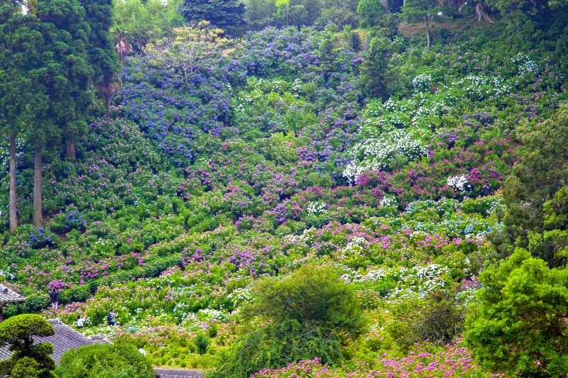 เที่ยวญี่ปุ่น เดือนกรกฎาคม 2025