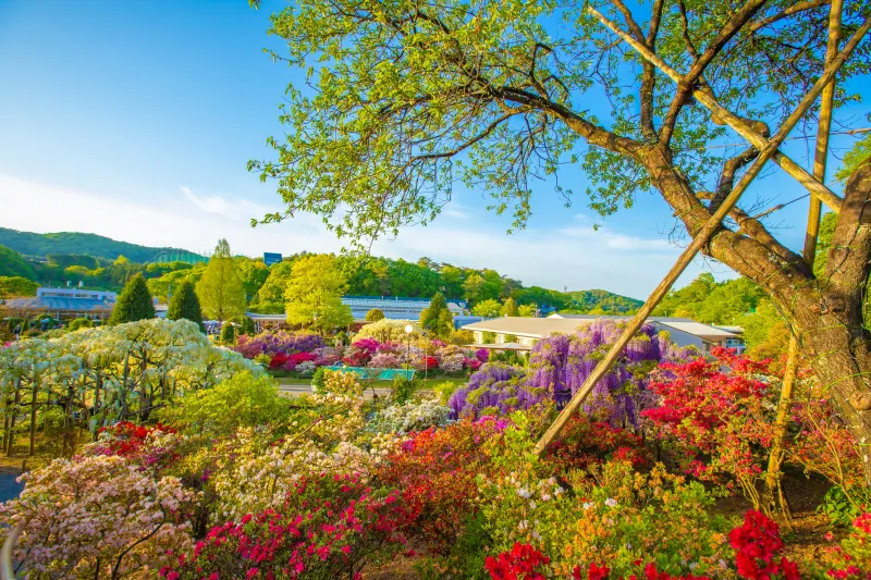 เที่ยวญี่ปุ่น เดือนกรกฎาคม 2025