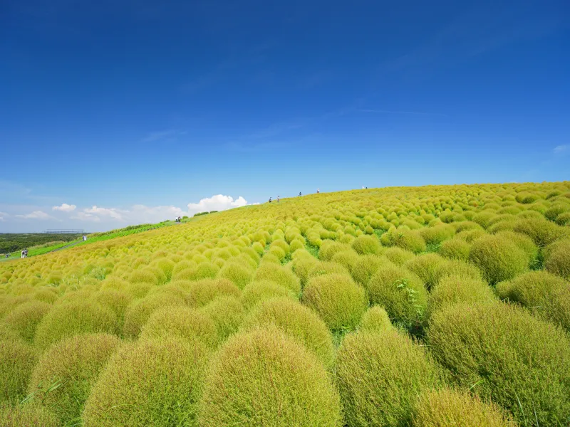 เที่ยวญี่ปุ่น เดือนกรกฎาคม 2025