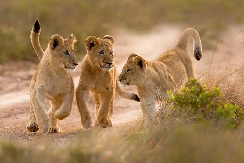 เที่ยวแอฟริกาใต้