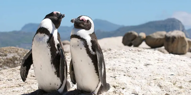 เที่ยวแอฟริกาใต้