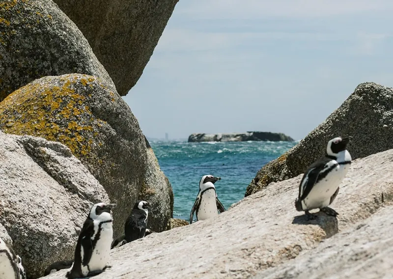 เที่ยว Cape Town ที่ไหนดี