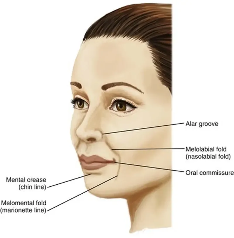ร่องแก้มลึก เปลี่ยนแปลงโครงสร้างใบหน้าอย่างไร ร่องแก้มลึก เปลี่ยนแปลงโครงสร้างใบหน้าอย่างไร