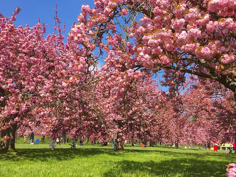 ย่าน Le Marais 