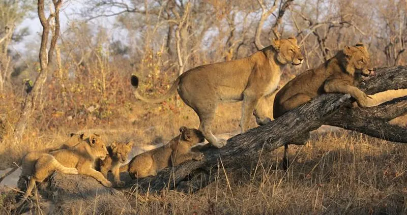 เที่ยวแอฟริกาใต้