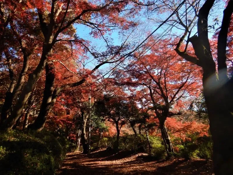 ตามรอยหนัง Whisper of the Heart  สวนสาธารณะซากุระงาโอกะที่เที่ยวใกล้โตเกียว