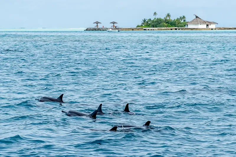 กิจกรรมมัลดีฟส์