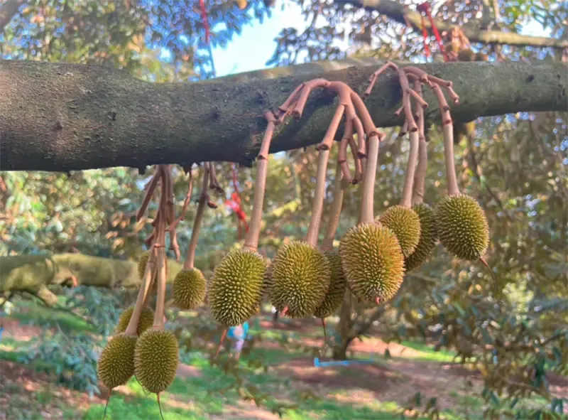 ที่เที่ยวจันทบุรี