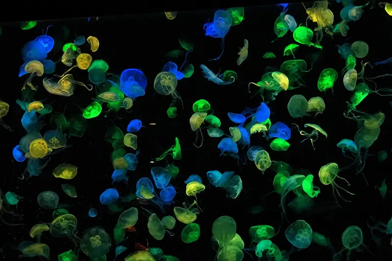 Chimelong 

Ocean Kingdom