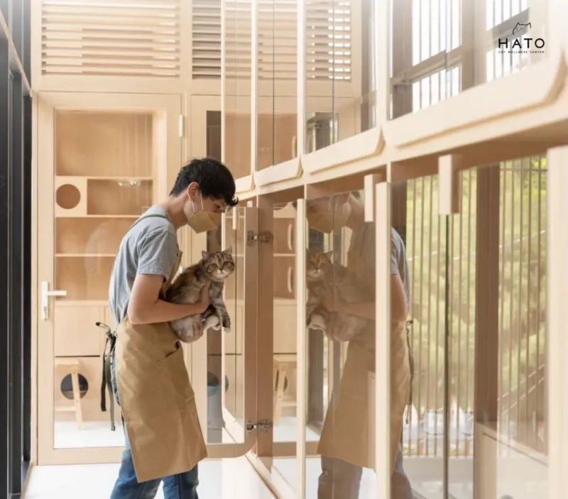 โรงแรม แมว