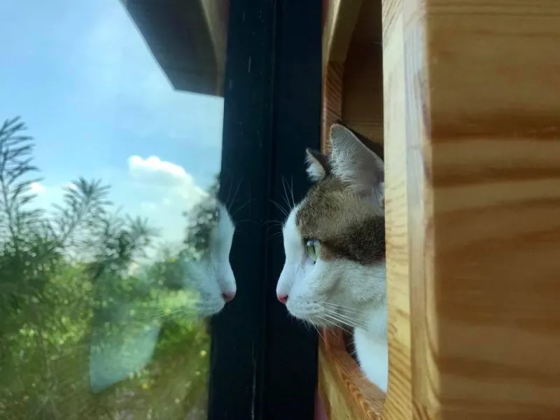 โรงแรม แมว