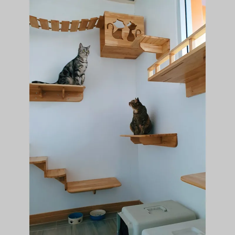 โรงแรม แมว