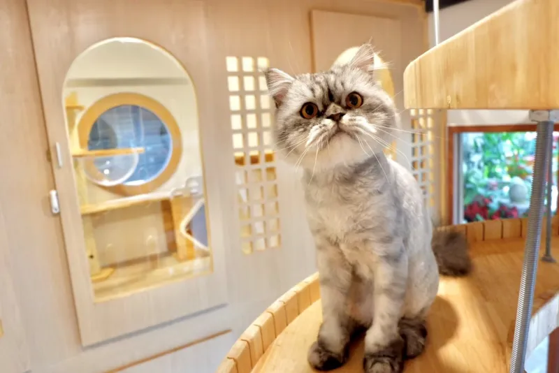 โรงแรม แมว