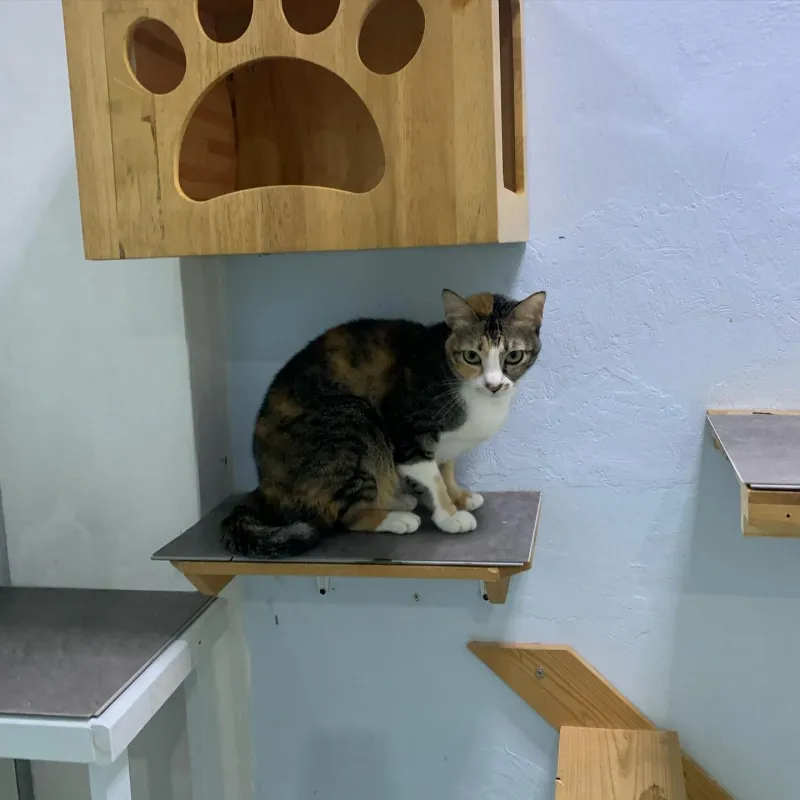 โรงแรม แมว