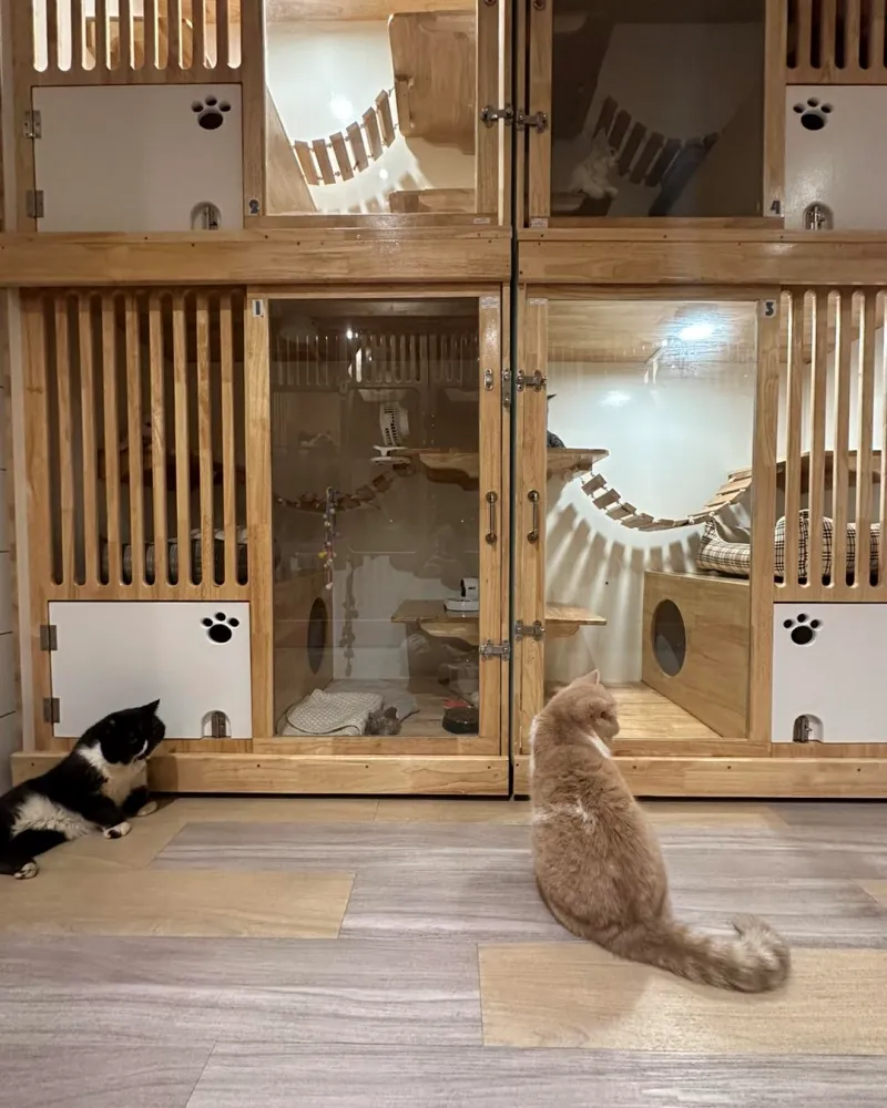 โรงแรม แมว