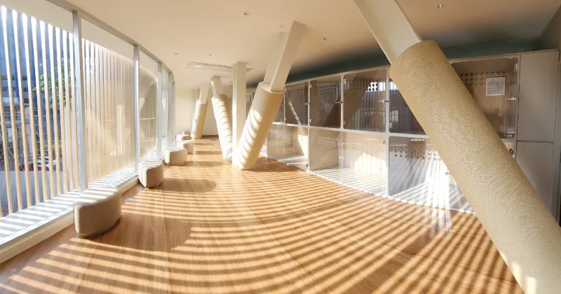 โรงแรม แมว