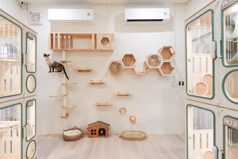 โรงแรม แมว