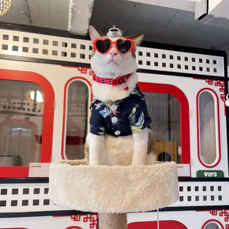 โรงแรม แมว