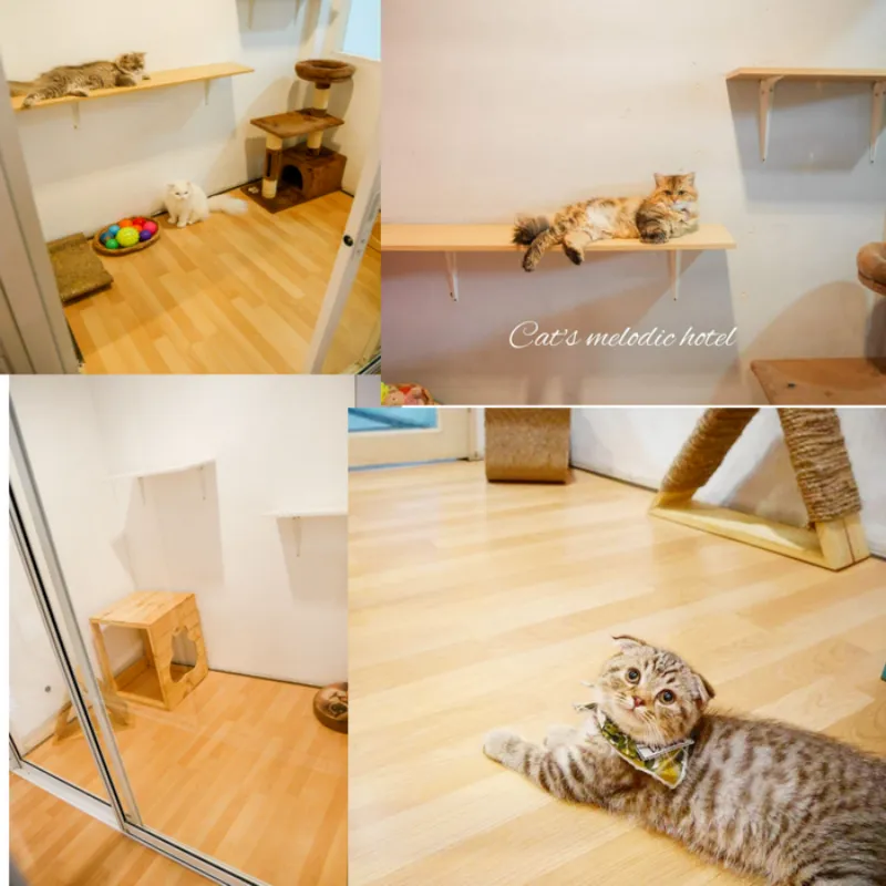 โรงแรม แมว