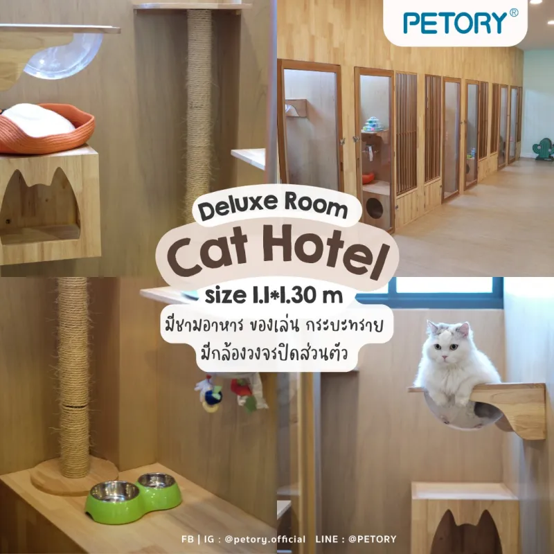 โรงแรม แมว