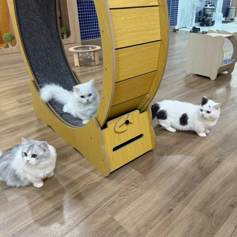 โรงแรม แมว