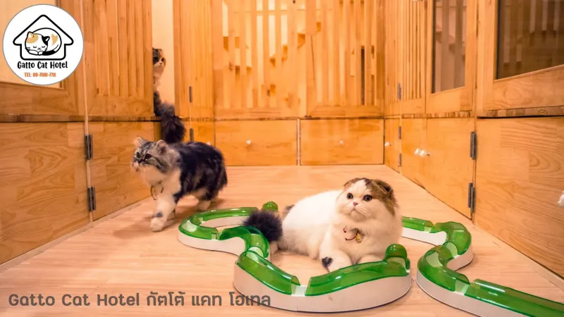 โรงแรม แมว