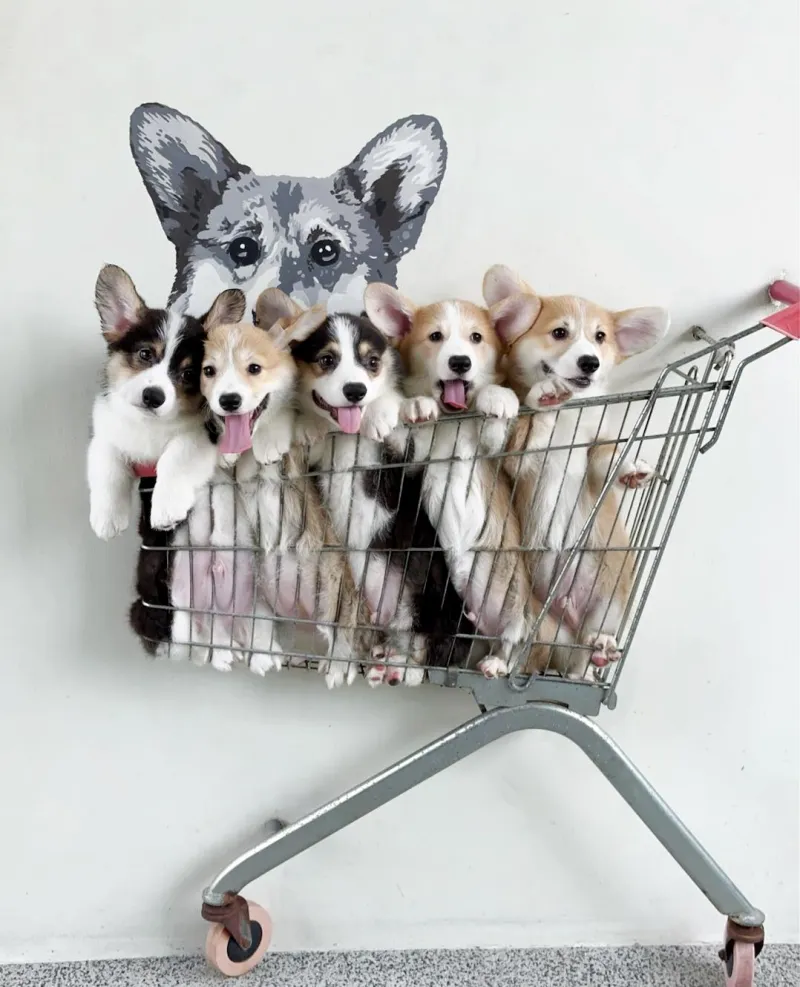 ร้านตัดขนสัตว์ DogDaysbkk