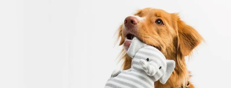 ร้านตัดขนสัตว์