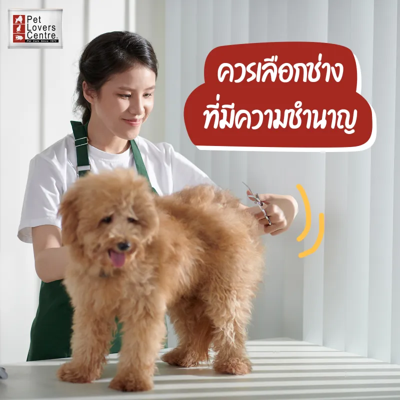 ร้านตัดขนสัตว์ เพ็ทเลิฟเวอร์ เซ็นเตอร์