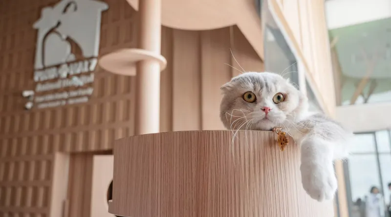 ร้านตัดขนสัตว์ โรงพยาบาลสัตว์พญาไท 7