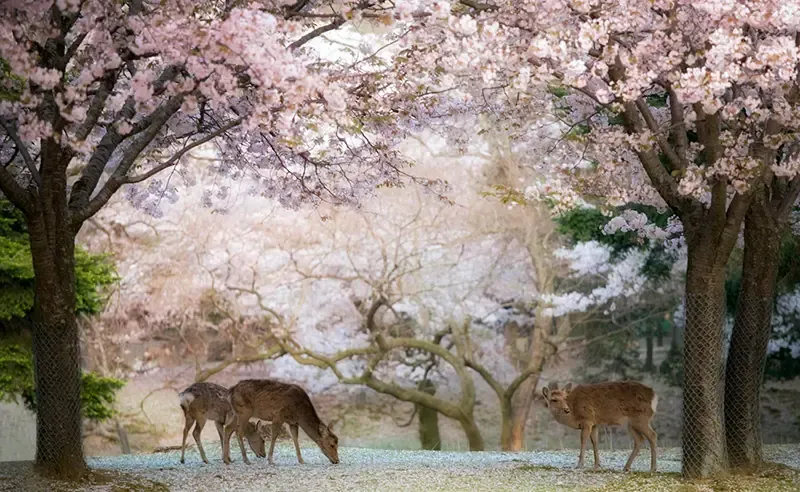 ที่เที่ยวในคันไซ ประเทศญี่ปุ่น