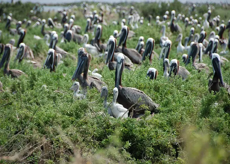 นิวออร์ลีนส์