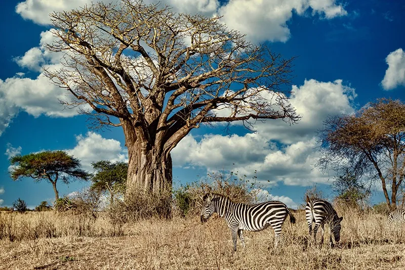 การเตรียมตัวเดินทางแอฟริกาใต้