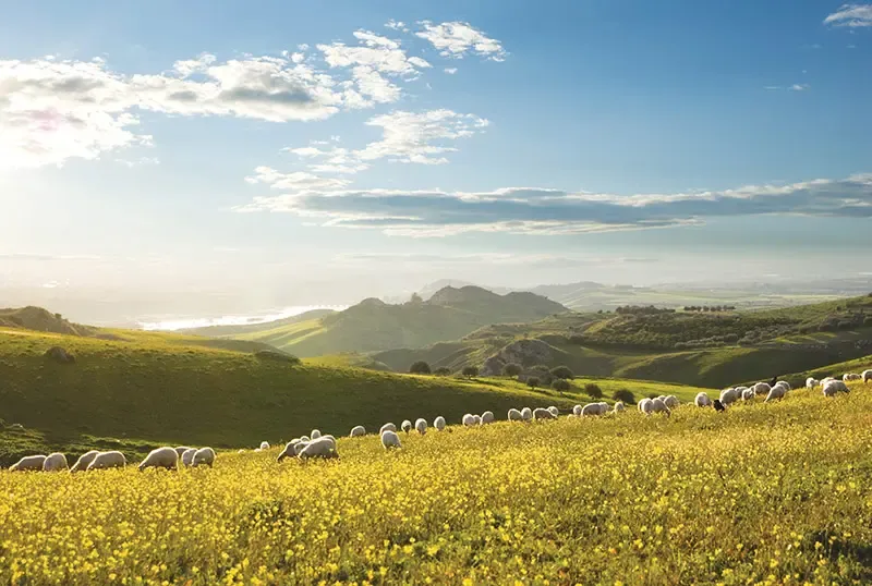 นิวซีแลนด์ เกาะใต้