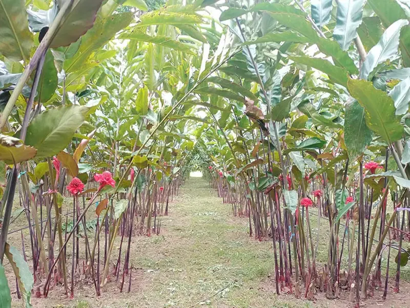 ชุมชนบ้านวังรี นครนายก