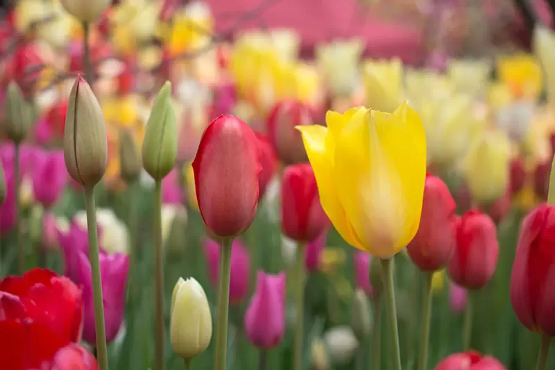 ดอกทิวลิป