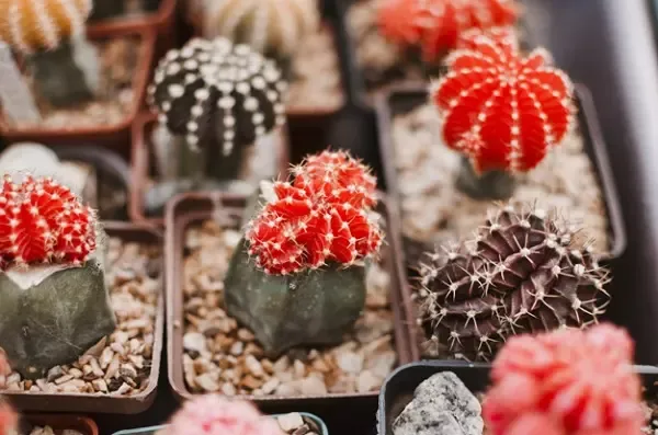 กระบองเพชรพันธุ์ยิมโนคาไลเซียม กระบองเพชรพันธุ์ยิมโนคาไลเซียม