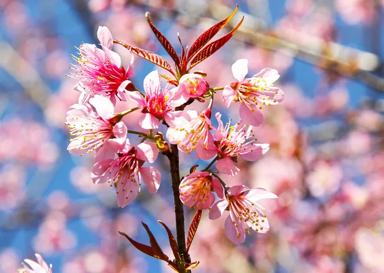 เชียงใหม่ ดอกพญาเสือโคร่ง ดอยอ่างขาง