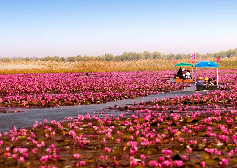 อุดรธานี ทะเลบัวแดง อ.กุมภวาปี