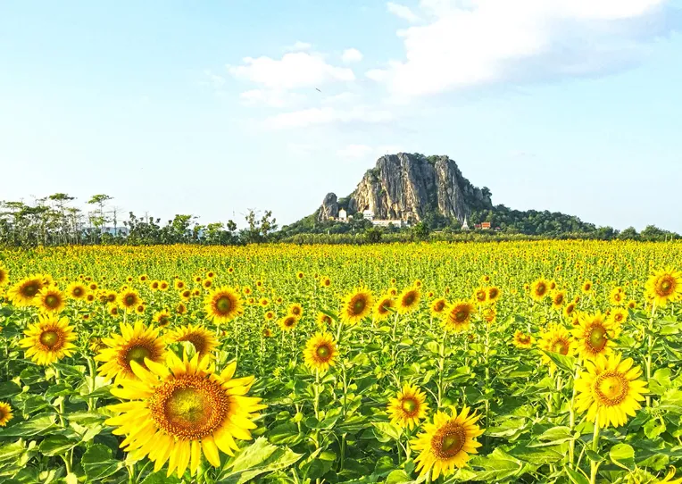 ลพบุรี ทุ่งทานตะวัน เขาจีนแล