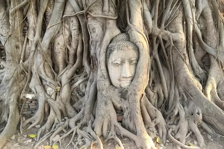 เศียรพระพุทธรูปในรากต้นโพธิ์ จุดไฮไลท์ห้ามพลาดเมื่อมาเยือนวัดมหาธาตุ