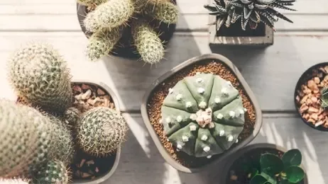 ต้นกระบองเพชร